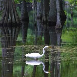 Meet your Posher, Dennis